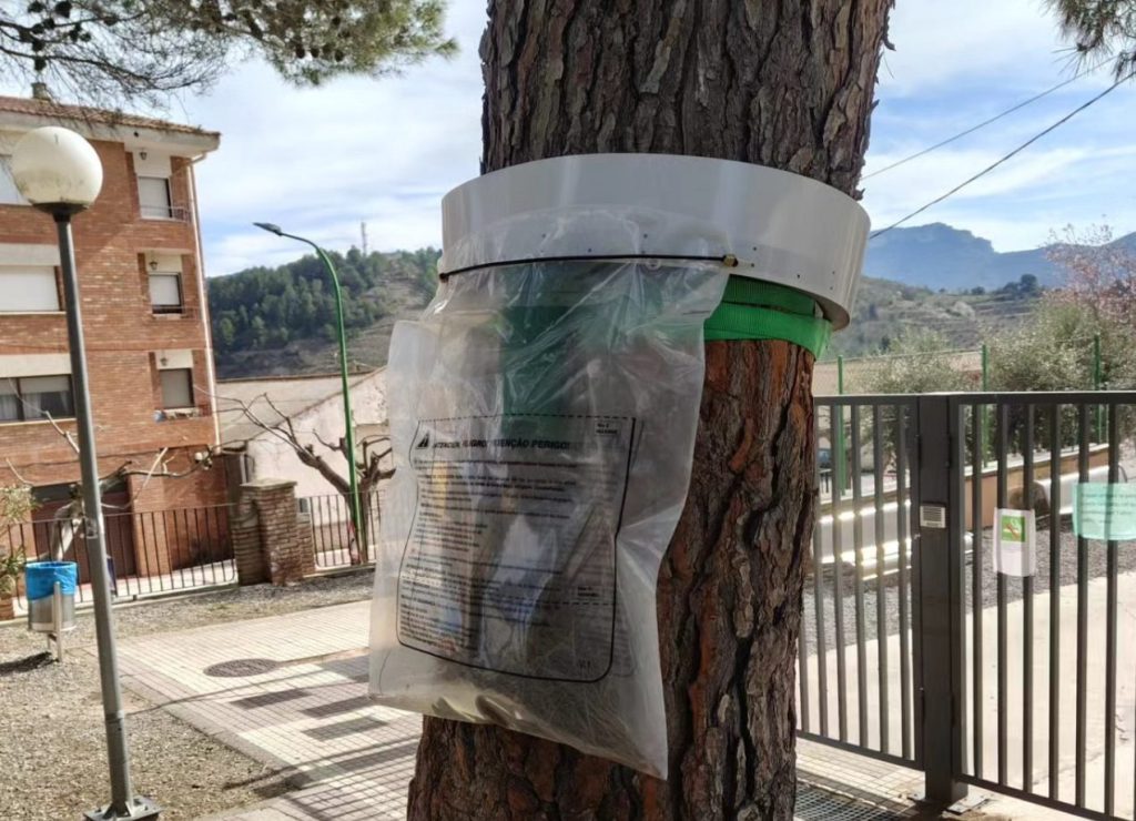 Tractament contra la processionària en un pi.
